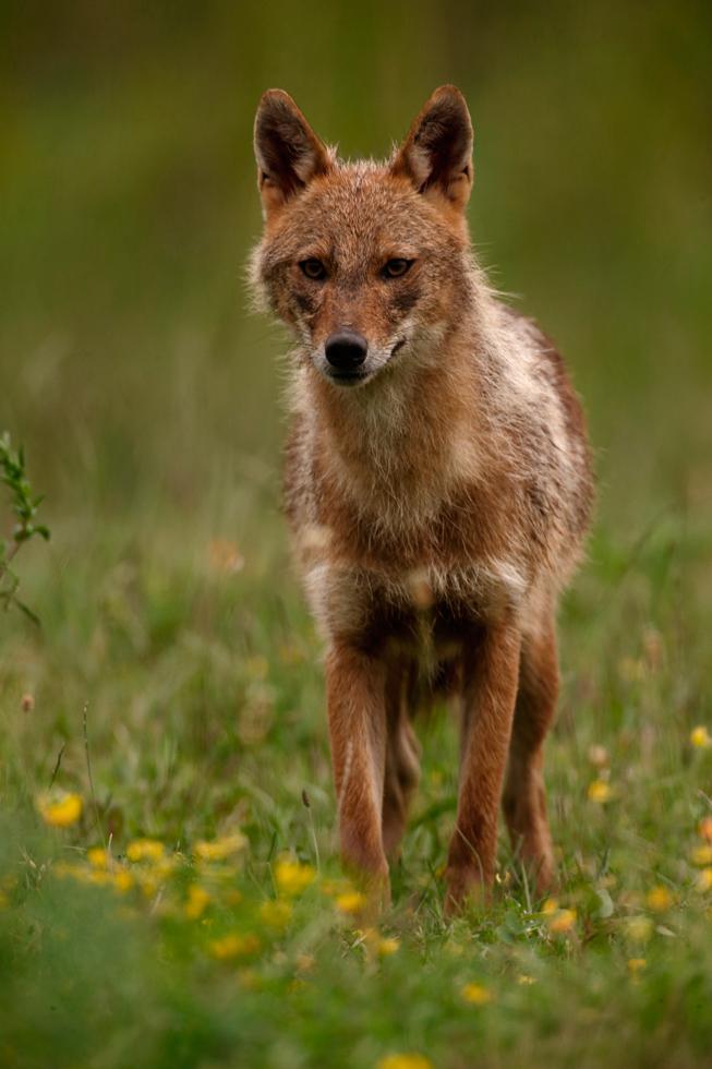 Más grande que un zorro y más pequeño que un lobo.